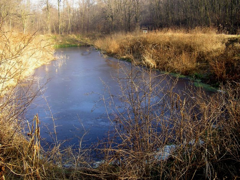 bacino sperimentale di fitodepurazione fluviale