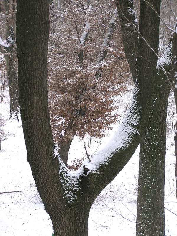 Farnia e carpino bianco in inverno