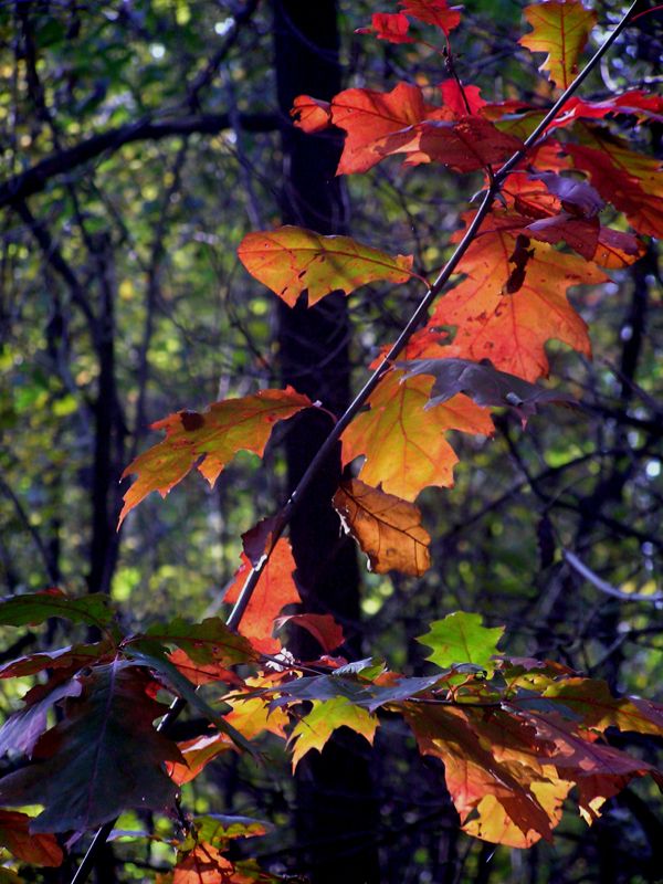 foliage di quercia rossa americana