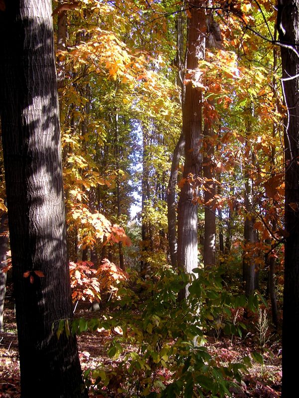 bosco di quercia rossa americana